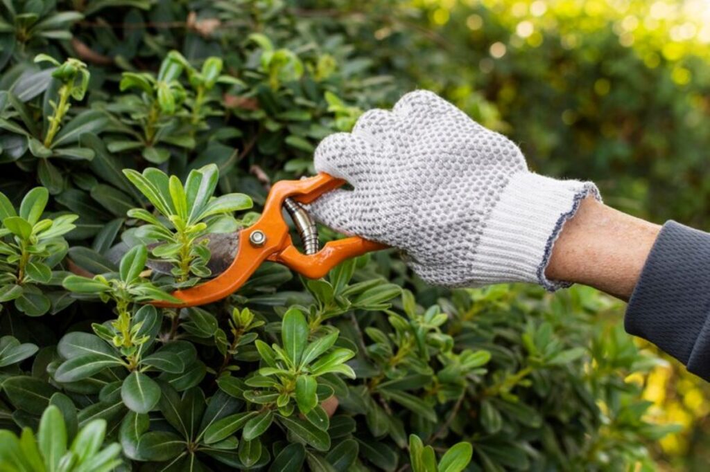 hedge maintenance