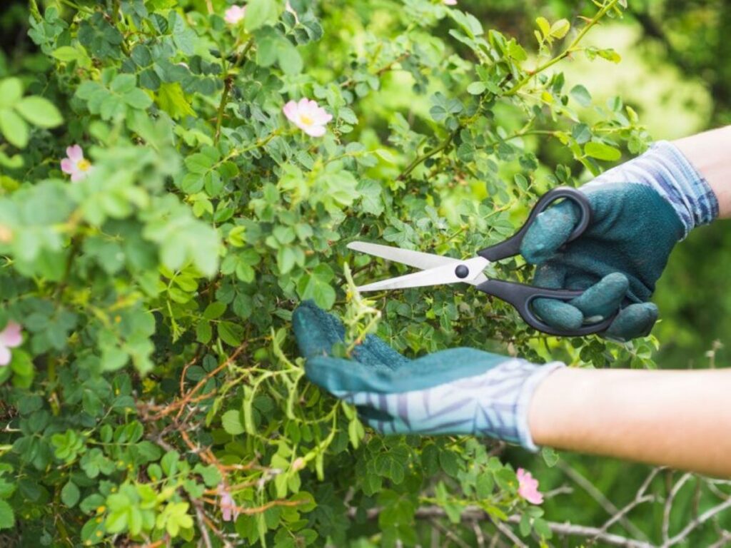 hedge maintenance