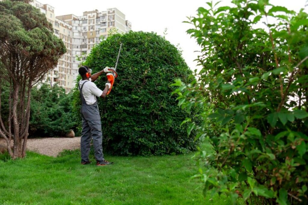 hedge cutting