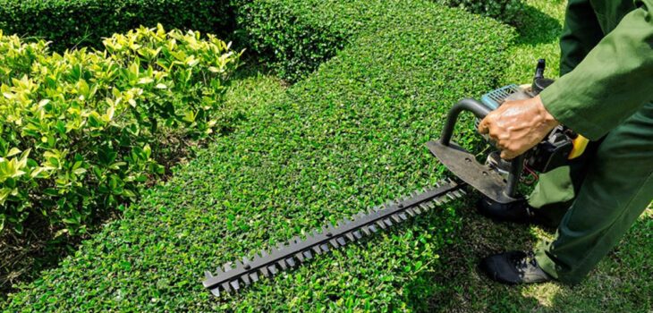 hedge cutting