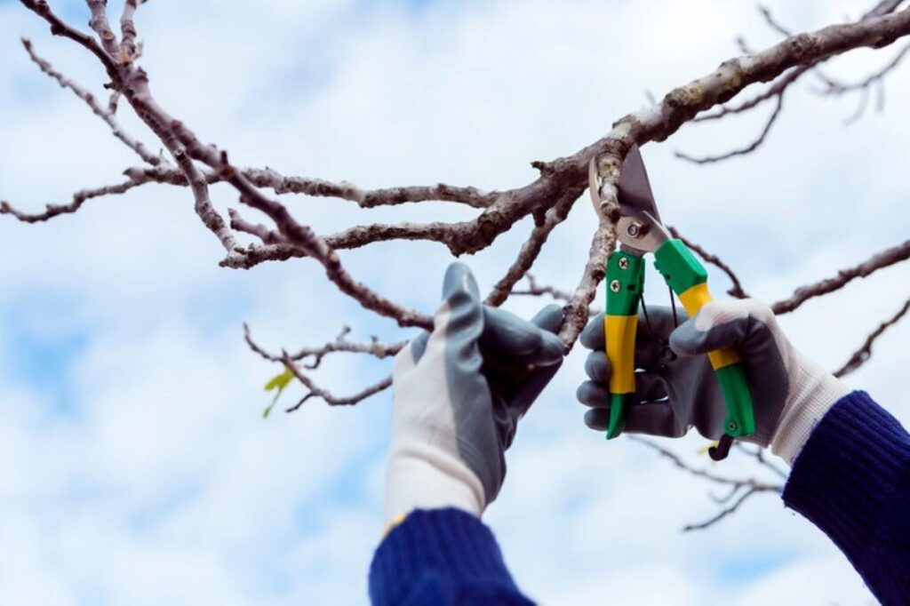 tree pruning services sydney