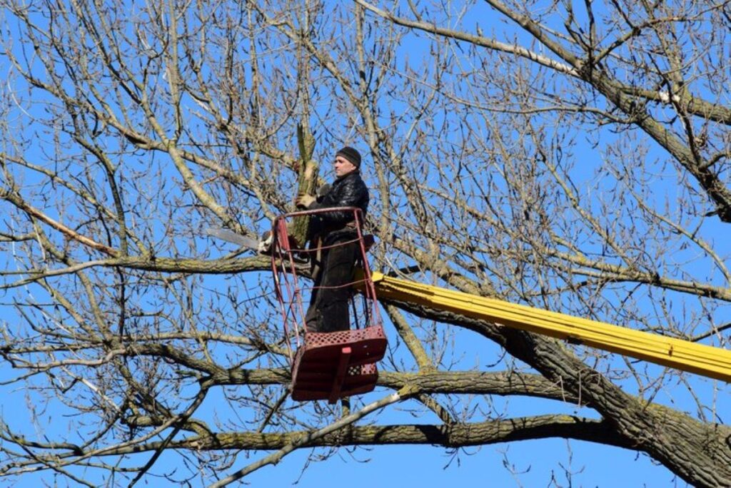 tree pruning services sydney